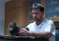 Craniosakral osteopathische Behandlung einer Katze