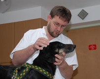 Osteopathische Behandlung eines Hundes