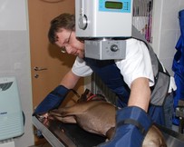 Röntgenuntersuchung eines Hundes Durch Dr. Peter Knafl