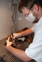 Zahnsteinentfernung an einem Hund durch Dr. Peter Knafl