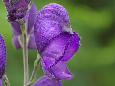 Aconitum napellus (Acon.) Aconitum napellus (Acon.)