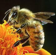 Apis mellifica (Apis.) - Honigbiene