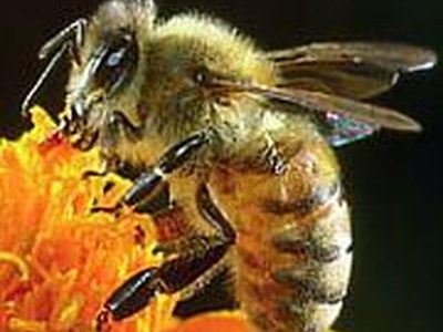 Apis mellifica (Apis.) - Honigbiene Apis mellifica (Apis.) - Honigbiene