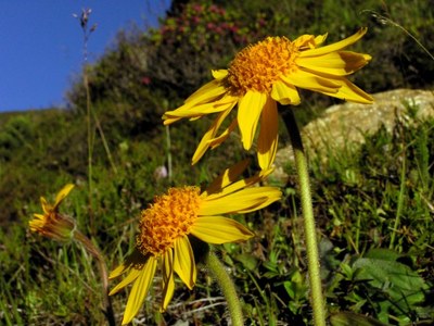 Arnica montana (Arn.) Arnica montana (Arn.)