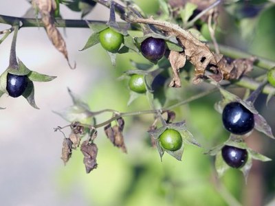 Belladonna (Bell.) Belladonna (Bell.)