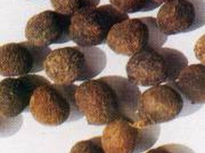 Cocculus (Cocc.) Cocculus (Cocc.)