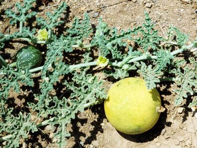 Colocynthis (Coloc.) Colocynthis (Coloc.)