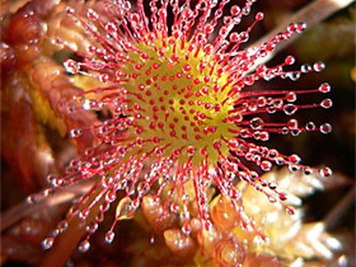 Drosera (Dros.) Drosera (Dros.)