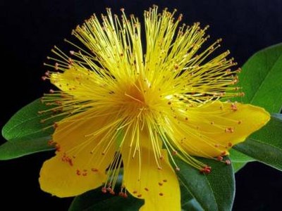 Hypericum (Hyper.) Hypericum (Hyper.)