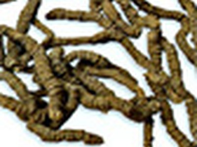 Ipecacuanha (Ip.) Ipecacuanha (Ip.)