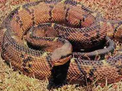 Lachesis (Lach.) Lachesis (Lach.)