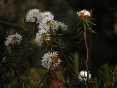 Ledum (Led.) Ledum (Led.)