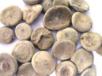 Nux vomica (Nux-v.) Nux vomica (Nux-v.)