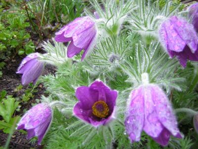 Pulsatilla (Puls.) Pulsatilla (Puls.)