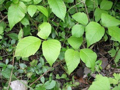 Rhus toxicodendron (Rhus-t.) Rhus toxicodendron (Rhus-t.)
