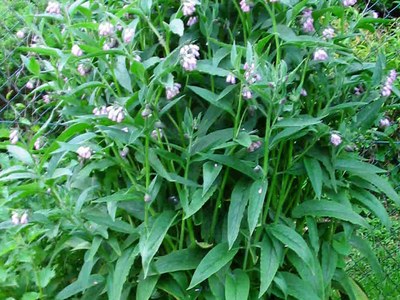 Symphytum (Symph.) Symphytum (Symph.)
