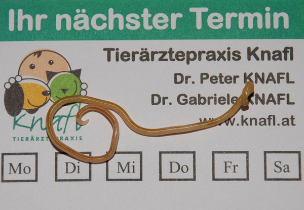 Spulwurm.jpeg