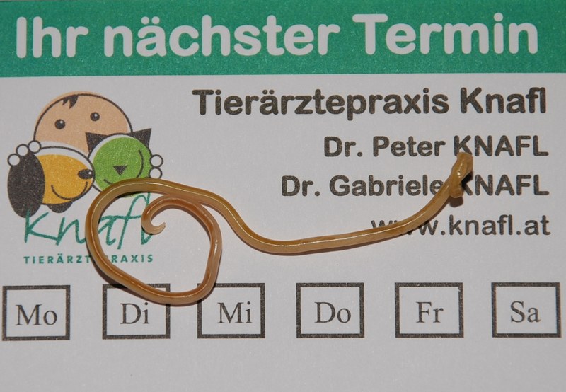 Spulwurm.jpeg