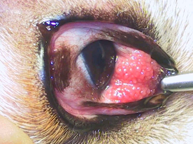 Konjunktivitis follikularis