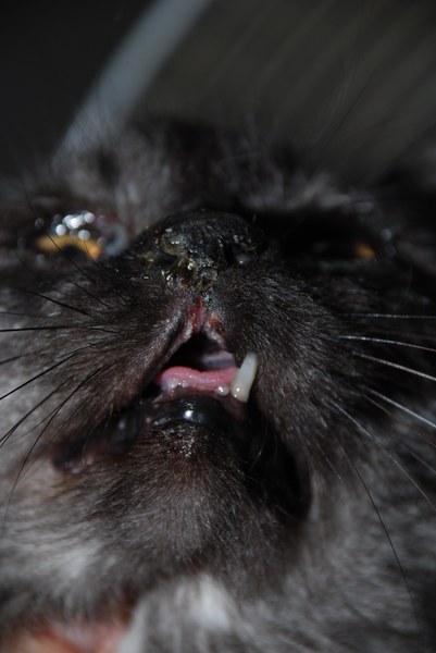 Haarlosigkeit am Bauch