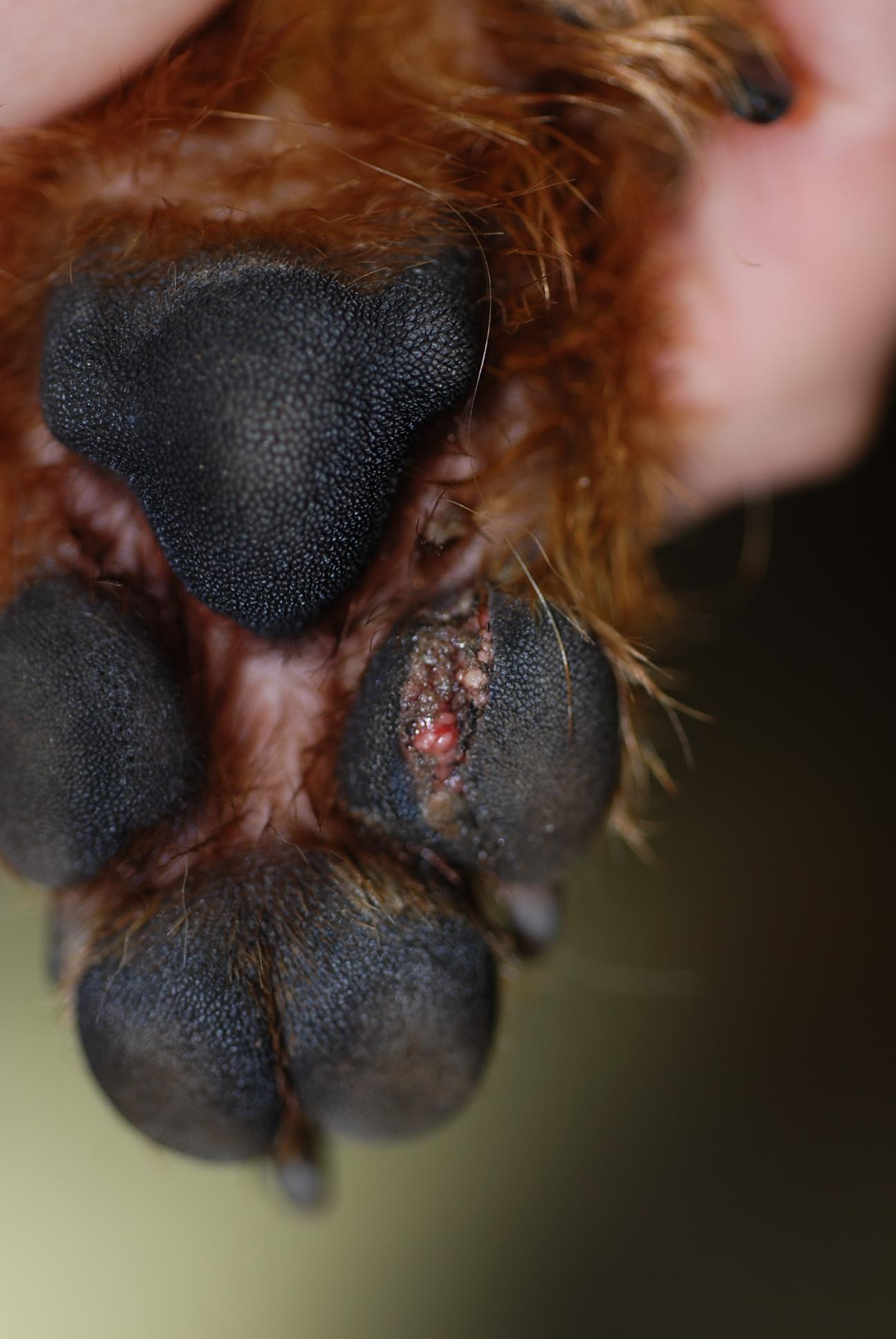 Ballenverletzung bei einem Hund