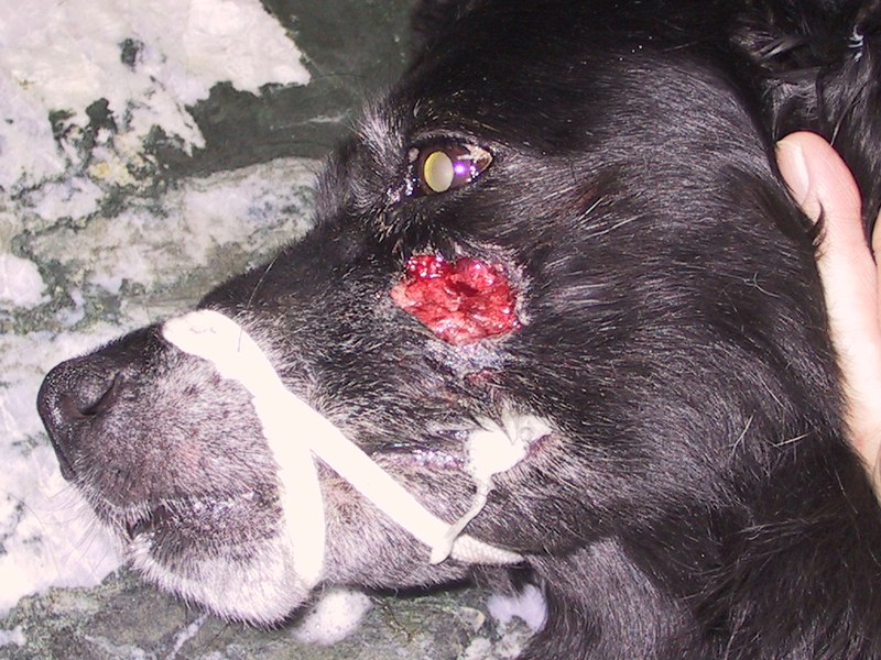  Zahnfistel Zahnfistel