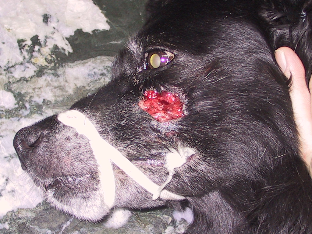  Zahnfistel Zahnfistel