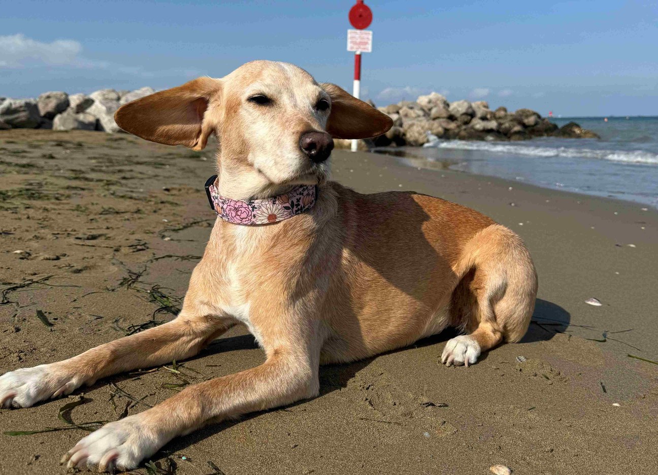 Hörist Katharina (Wien)